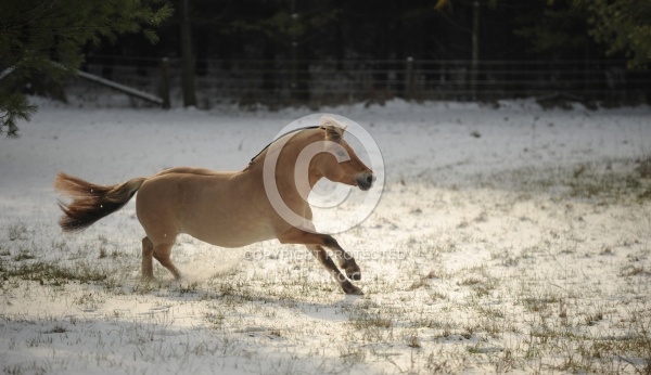 Norwegian Fjord Free Running Horizontal