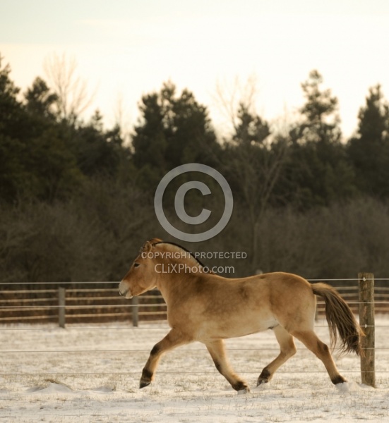 Norwegian Fjord Free Running Vertical