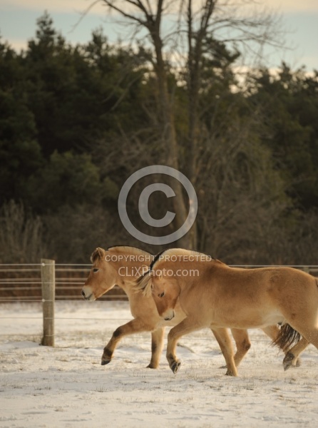 Norwegian Fjord Free Running Vertical