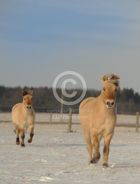 Norwegian Fjord Free Running Vertical
