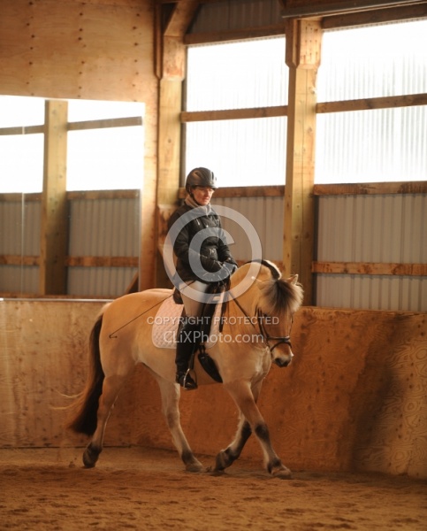Norwegian Fjord Ridden Dressage