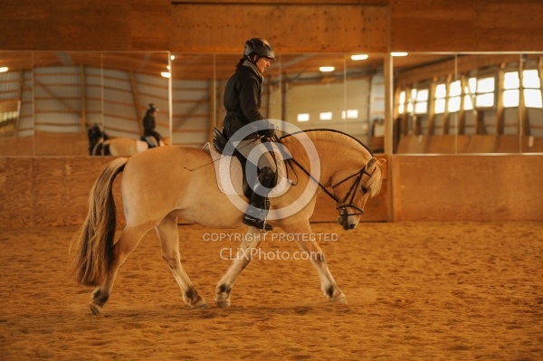 Norwegian Fjord Ridden Dressage