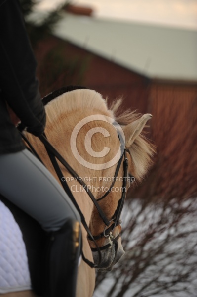 Norwegian Fjord Portrait