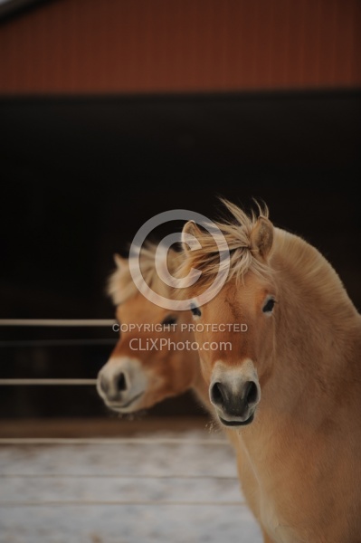Norwegian Fjord Portrait