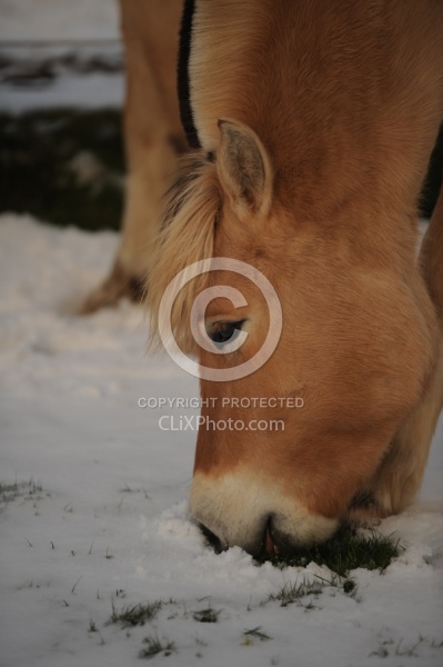 Norwegian Fjord Portrait