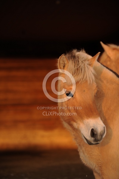 Norwegian Fjord Portrait