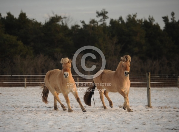 Norwegian Fjord Free Running Horizontal