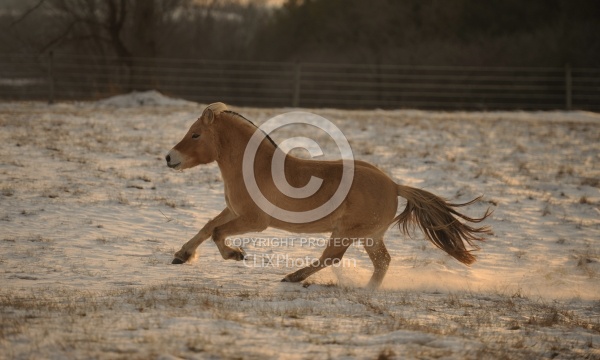 Norwegian Fjord Free Running Horizontal