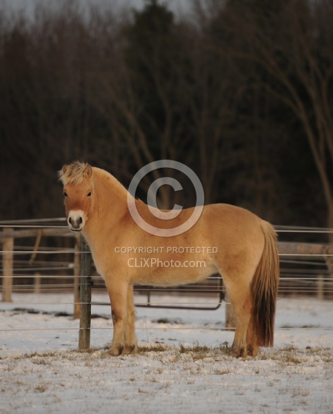 Norwegian Fjord Free Running Vertical