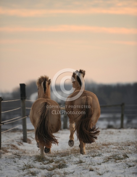 Norwegian Fjord Free Running Vertical