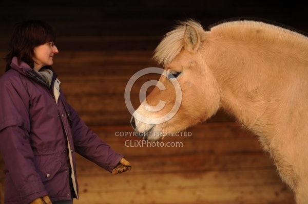 Norwegian Fjord With Owner