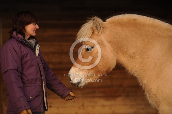Norwegian Fjord With Owner
