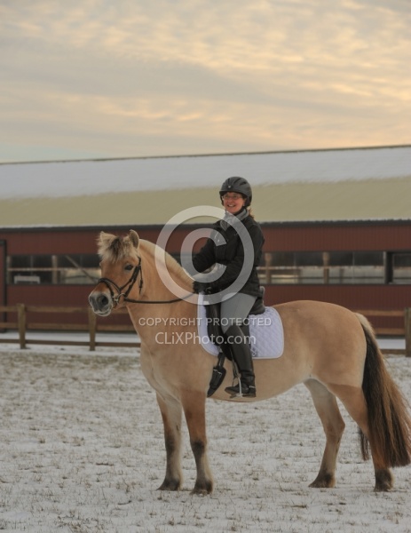 Norwegian Fjord Under Saddle
