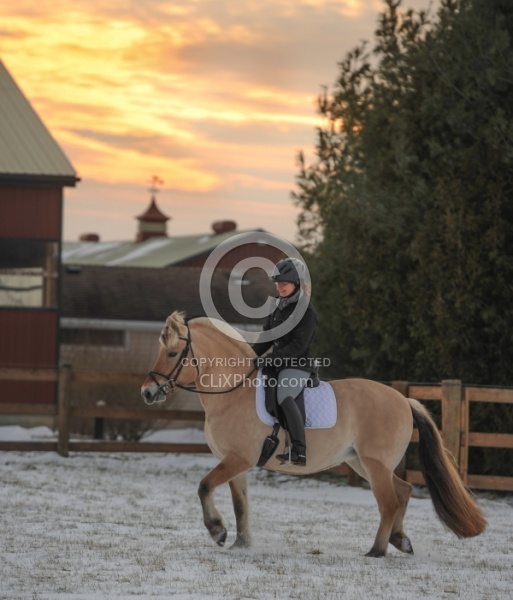 Norwegian Fjord Under Saddle