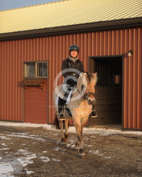 Norwegian Fjord Under Saddle