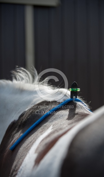 Custom Saddle Fitting
