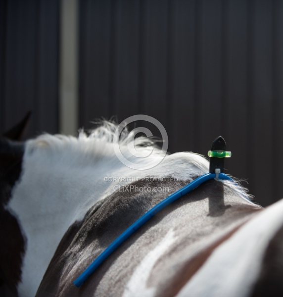 Custom Saddle Fitting