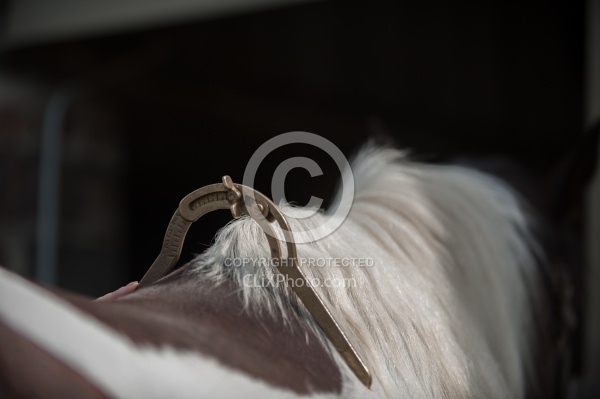 Custom Saddle Fitting