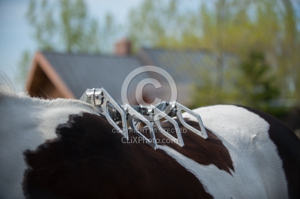Custom Saddle Fitting