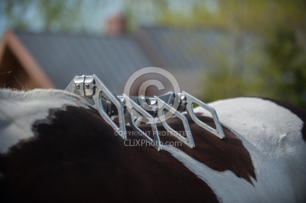 Custom Saddle Fitting