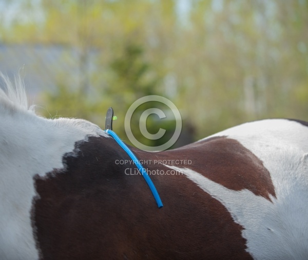 Custom Saddle Fitting