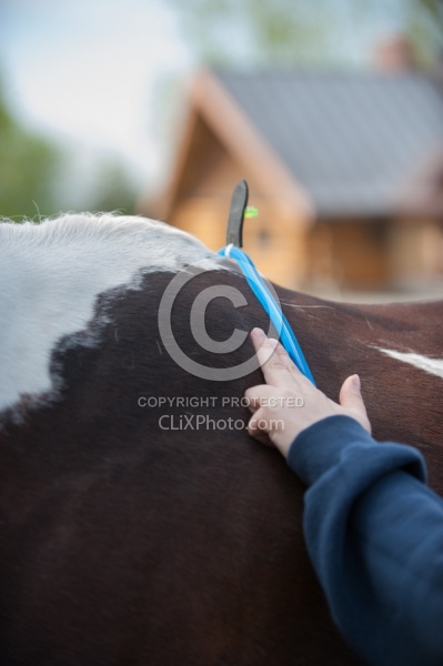 Custom Saddle Fitting