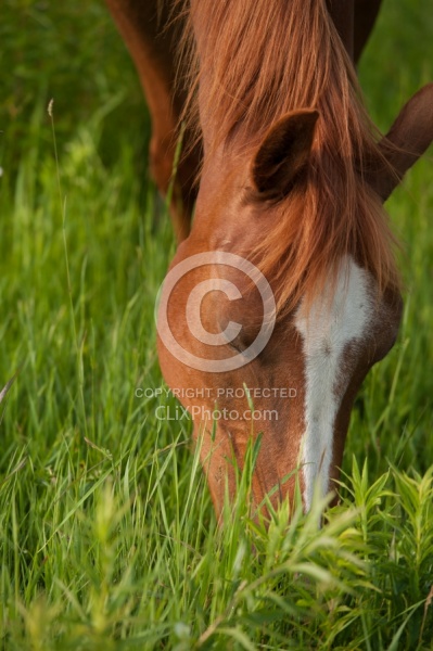 Pasture Summer Grazing in Lush Pasture