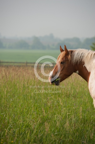 Pasture Summer Grazing in Lush Pasture