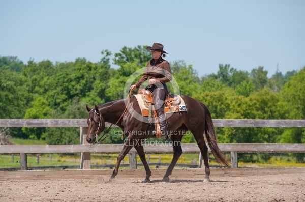 Quarter Horse Showing Western Pleasure