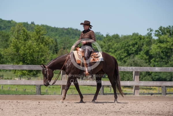Quarter Horse Showing Western Pleasure