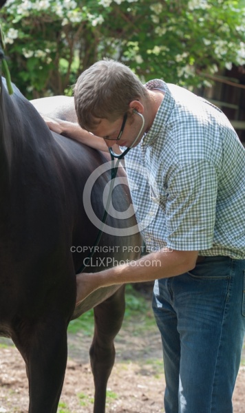 Vet Using Sethoscope