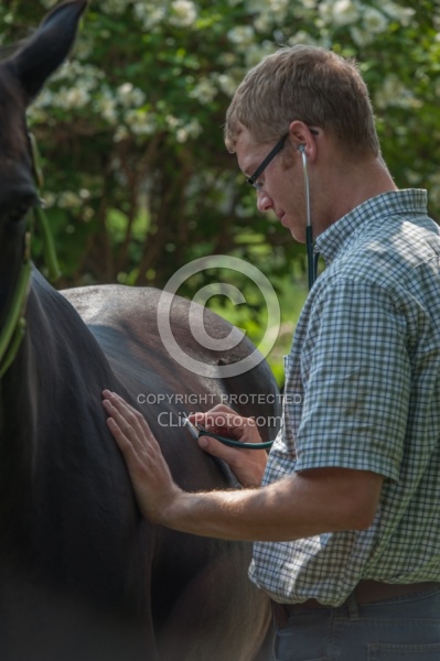 Vet Using Sethoscope