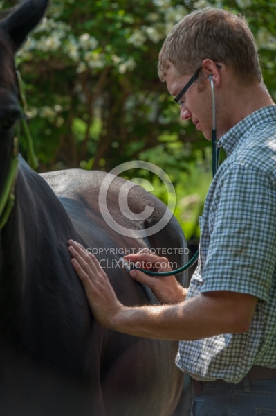 Vet Using Sethoscope