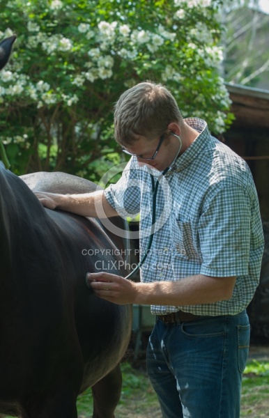 Vet Using Sethoscope
