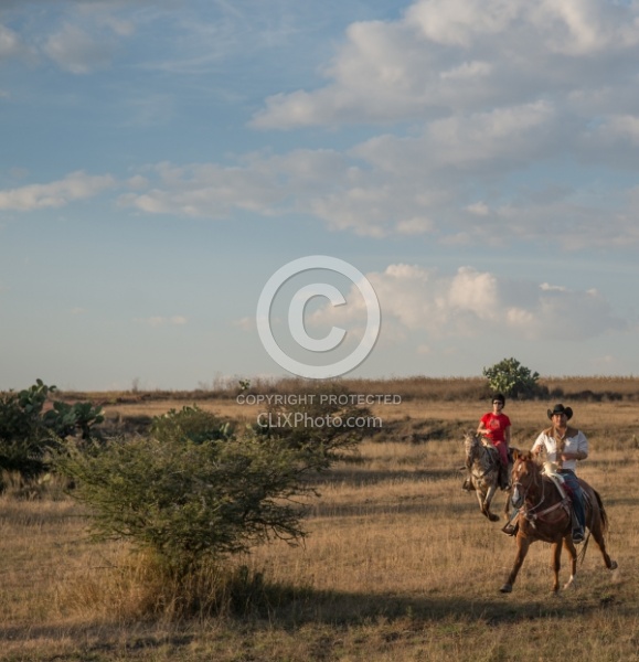 Galloping on the Trail