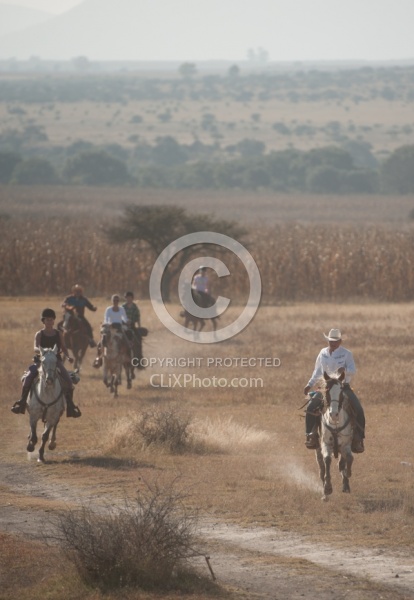 Galloping on the Trail