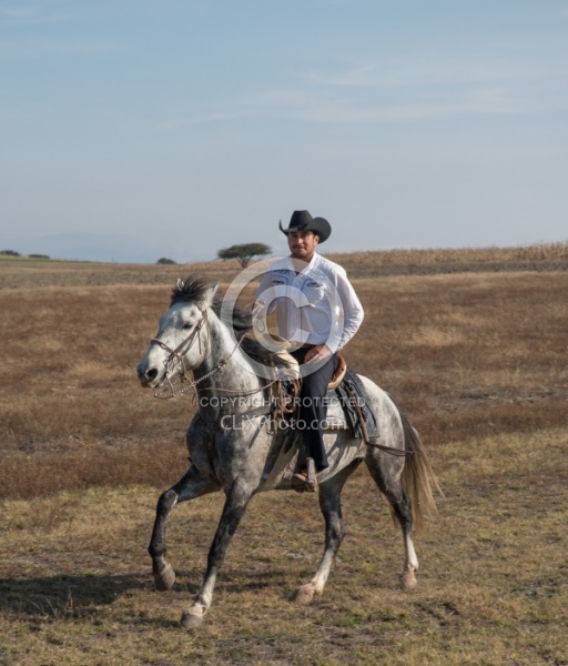 Galloping on the Trail