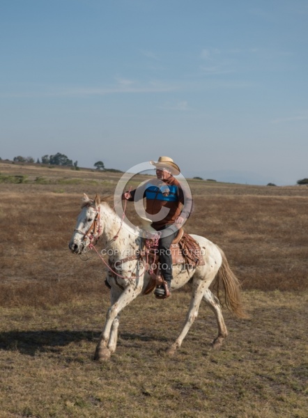 Galloping on the Trail