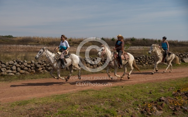 Galloping on the Trail