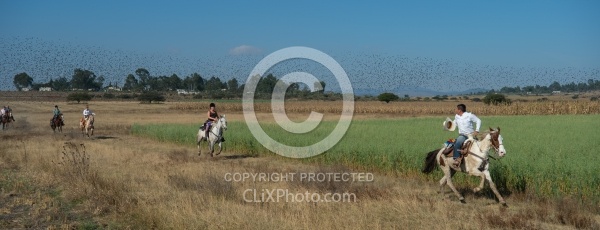 Galloping on the Trail
