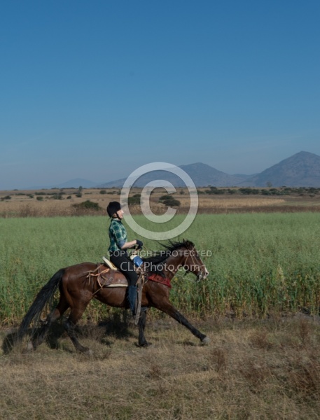 Galloping on the Trail
