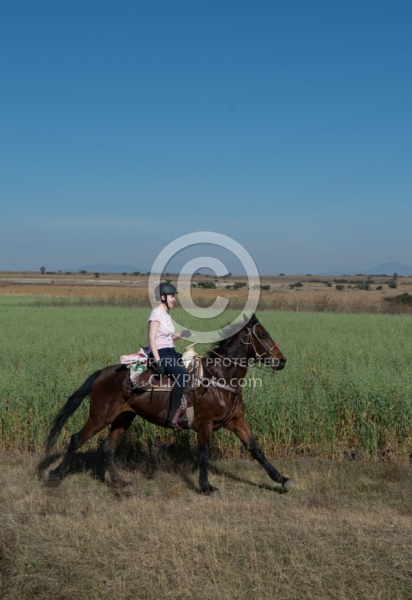 Galloping on the Trail