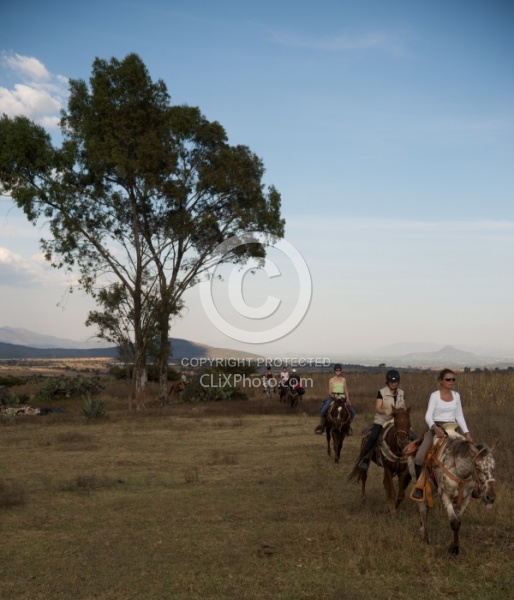 Galloping on the Trail