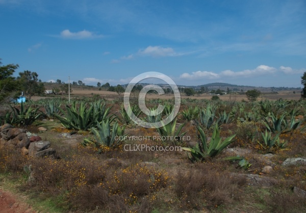 On the Trail at Las Cascades