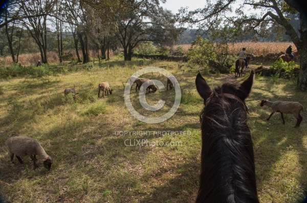On the Trail at Las Cascades