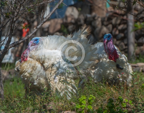 Floral gardens and Turkeys on Trail