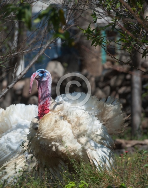 Floral gardens and Turkeys on Trail