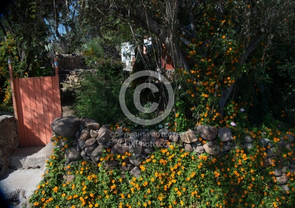 Floral gardens and Turkeys on Trail