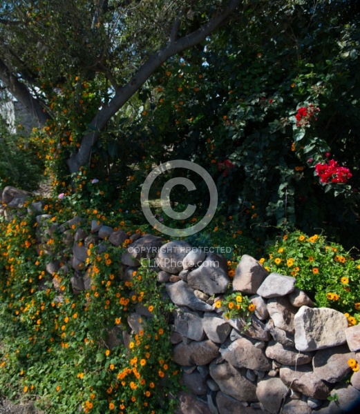 Floral gardens and Turkeys on Trail