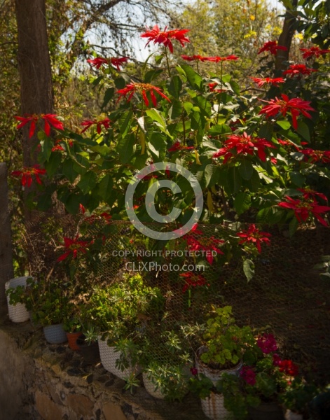Floral gardens and Turkeys on Trail